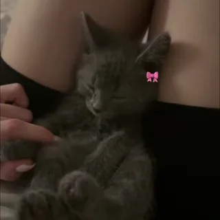 Video sticker 🐈 Cat 4 , @Wallgif