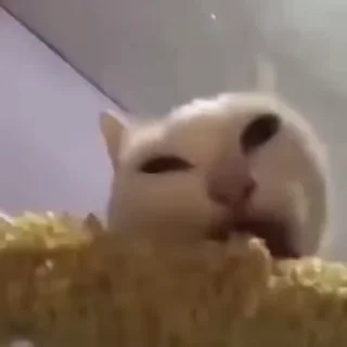 Video sticker 🌽 мыш
