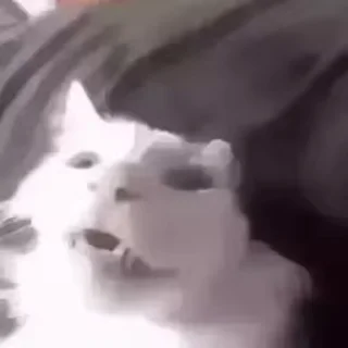 Video sticker 🥴 мыш