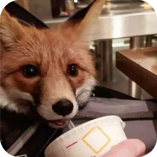Telegram sticker 🥤 Foxes! by Liquorovoe