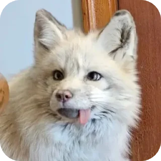 Video sticker 🤪 Foxes! by Liquorovoe