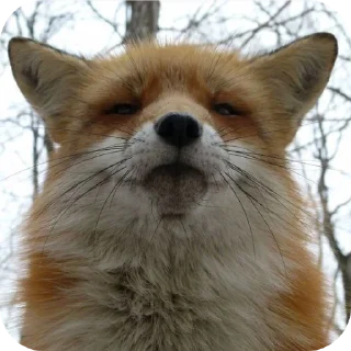 Telegram sticker 🤨 Foxes! by Liquorovoe