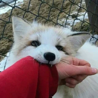 Video sticker 🦊 Foxes! by Liquorovoe