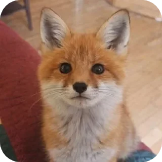Video sticker 😐 Foxes! by Liquorovoe
