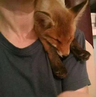 Telegram sticker 🦊 Foxes! by Liquorovoe