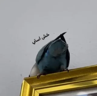 Video sticker 😔 ندى الحلوه مراا 🇵🇰