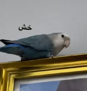 Телеграм стикер 😔 ندى الحلوه مراا 🇵🇰
