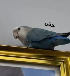 Телеграм стикер 😔 ندى الحلوه مراا 🇵🇰