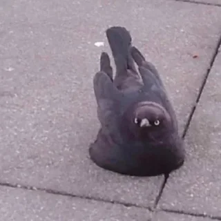 Телеграм стикер 😾 ندى الحلوه مراا 🇵🇰