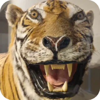 Video sticker 🐶 엉덩이콘 @bongsanjee33