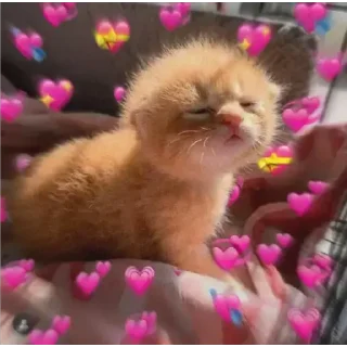 Telegram stiker 💖 ginevodka