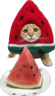 Telegram sticker 🥹 Больше стиков тут: @stikery4