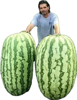 Video sticker 🍉 Больше стиков тут: @stikery4