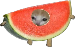 Video sticker 🥺 Больше стиков тут: @stikery4