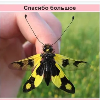 Video sticker 🙏 Планета Гугл