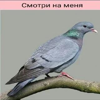 Телеграм стикер 👀 Планета Гугл