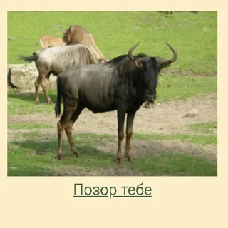 Телеграм стикер 😠 Планета Гугл