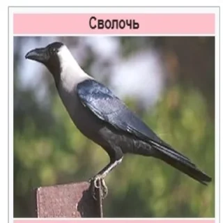 Телеграм стикер 🤬 Планета Гугл