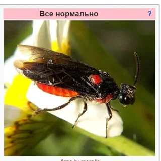 Video sticker 👌 Планета Гугл