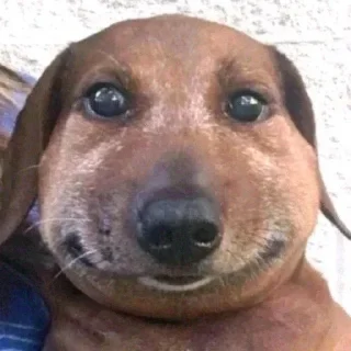 Telegram sticker 😐 Eeeee