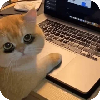 Video sticker 🐱 बागड़ बिल्ला 2.0 :: @fStikBot