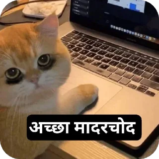 Telegram sticker 🐱 बागड़ बिल्ला 2.0 :: @fStikBot