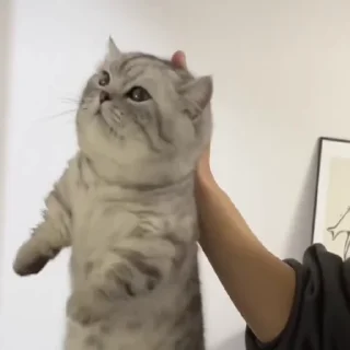 Video sticker 😏 @ikunhi9527 好好工作