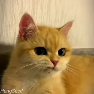 Video sticker 😏 Krishna Sharma