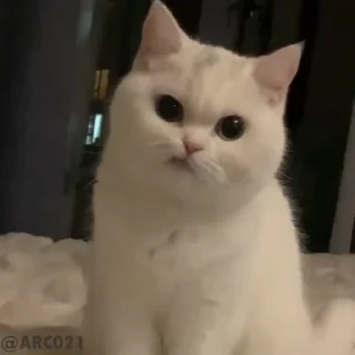 Video sticker 😕 Krishna Sharma