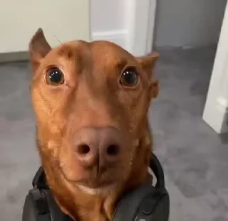 Video sticker 🎧 Больше стиков тут: @stikery4