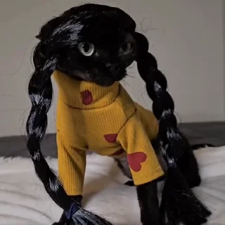 Video sticker 😐 Больше стиков тут: @stikery4