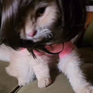 Video sticker 💇‍♀️ Больше стиков тут: @stikery4