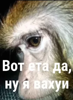 Video sticker 😁 Обычный Пак @CoddyOrbit