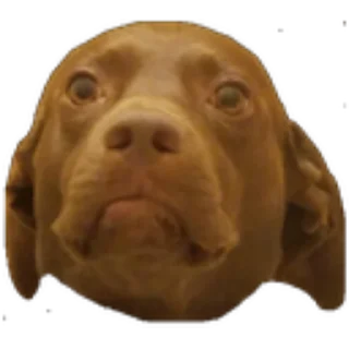 Telegram sticker 🐶 National Shitposting Agency