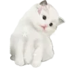 Video sticker 😽 niksw ➡️ @Ctik...