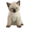Video sticker 🐈 niksw ➡️ @Ctik...