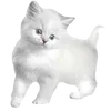 Video sticker 😿 niksw ➡️ @Ctik...