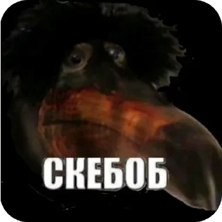 Video sticker 🐦 Птица Вряд-ли 2 @StickerChest