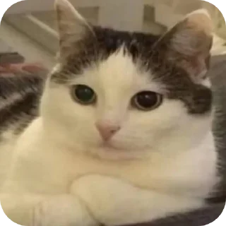 Telegram sticker 🐱 塔塔 @casadesorranita