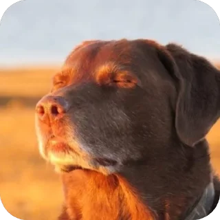 Telegram stiker 🐶 TikTok men