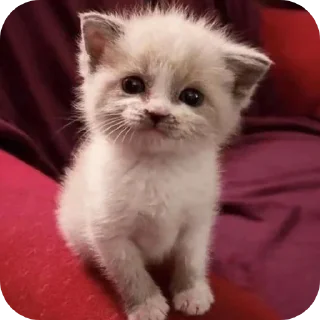 Telegram sticker 🐱 @amexw0 (by Gastr1tecsss)