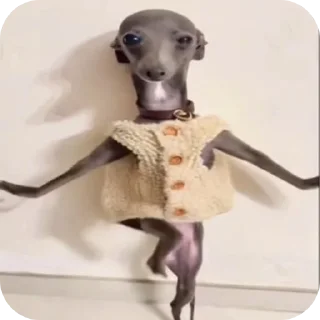 Video sticker 🐶 @amexw0 (by Gastr1tecsss)