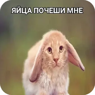 Telegram sticker 🐦 @amexw0 (by Gastr1tecsss)