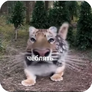 Telegram sticker 🐶 @amexw0 (by Gastr1tecsss)