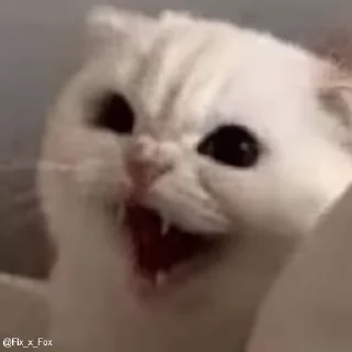 Video sticker 😡 𝐀ʀᴍʏ's 𝐅ᴀᴠᴏᴜʀɪᴛᴇ ^⁠_⁠^