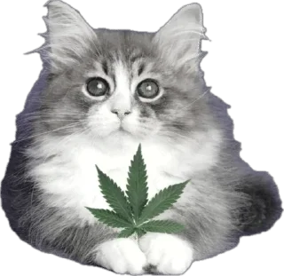 Telegram sticker 🐱 забiякi (аняглеб) :: @fStikBot