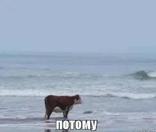 Video sticker 😜 Больше стиков тут: @stikery4