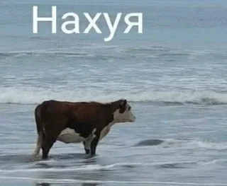 Video sticker 😞 Больше стиков тут: @stikery4