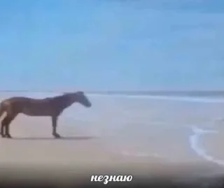 Video sticker 🤔 Больше стиков тут: @stikery4