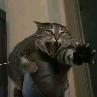 Video sticker 😧 стики тут -> @stcksound